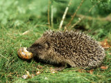 Hedgehog, Youngster Feeding on Snail, UK Photographic Print by Mark Hamblin