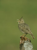 Crested Lark, Singing from Fence Post, Greece Lámina fotográfica por Mark Hamblin