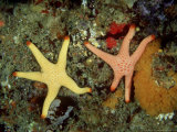 Seastars, Feeding, Australia Lámina fotográfica por Karen Gowlett-holmes