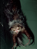 Aye-Aye, Animal Dangling from Feet, Duke University Primate Center Lámina fotográfica por David Haring Aye-Aye, Animal Dangling from Feet, Duke University Primate Center Lámina fotográfica por David Haring