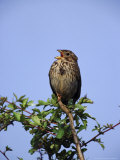Corn Bunting Photographic Print by Mark Hamblin