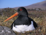 Oystercatcher, Close-up of Adult Incubating Eggs, South Uist, Scotland Photographie par Mark Hamblin