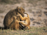 Chacma Baboon, Female Grooming Youngster, Southern Africa Photographie par Mark Hamblin