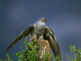Cuckoo, Wings Outstretched, Scotland Photographie par Mark Hamblin