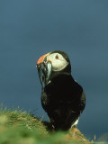 Puffin, Fratercula Arctica Adult with Sand Eels Scotland Lámina fotográfica por Mark Hamblin