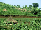 Banana Plantation and Traditional Mud & Thatch Huts, E. Uganda Lámina fotográfica por William Gray Banana Plantation and Traditional Mud & Thatch Huts, E. Uganda Lámina fotográfica por William Gray