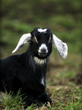 Billy Goat Lámina fotográfica por Mark Hamblin
