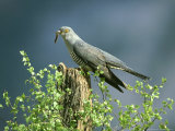 Cuckoo, Adult with Caterpillar, Scotland Photographie par Mark Hamblin