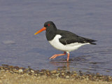 Oystercatcher, Adult in Breeding Plumage, Scotland Photographie par Mark Hamblin