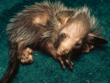Aye-Aye, Hand Reared Infant Curled up on Towel, Duke University Primate Center Lámina fotográfica por David Haring Aye-Aye, Hand Reared Infant Curled up on Towel, Duke University Primate Center Lámina fotográfica por David Haring