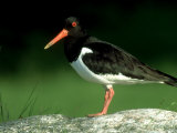 Oystercatcher Lámina fotográfica por Mark Hamblin Oystercatcher Lámina fotográfica por Mark Hamblin