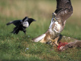 Buzzard, Fending off Magpie from Prey Photographie par Mark Hamblin
