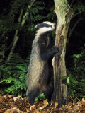 Badgermeles Melesstood Upright Against StumpUK Lámina fotográfica por Mark Hamblin Badgermeles Melesstood Upright Against StumpUK Lámina fotográfica por Mark Hamblin