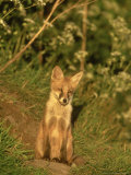Red Fox, Vulpes Vulpes Cub Sat Outside Earth UK Lámina fotográfica por Mark Hamblin