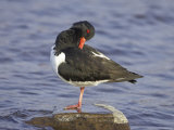 Oystercatcher, Adult Preening, Scotland Photographie par Mark Hamblin