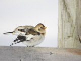 Snow Bunting, Adult Female Preening, Scotland Photographic Print by Mark Hamblin