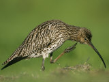 Curlew, Scratching Chin with Foot, Scotland Photographie par Mark Hamblin