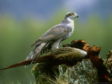 Goshawk, Feeding on Pheasant, Scotland Photographic Print by Mark Hamblin