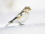 Snow Bunting, Adult Male, Scotland Photographic Print by Mark Hamblin