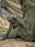 Olive Baboon, Papio Anubis Grooming Juvenile Samburu National Reserve, Kenya Photographie par Adam Jones