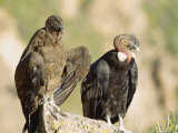 Andean Condor, Adult Male with Juvenile Female, Colca Canyon, Southern Peru Lámina fotográfica por Mark Jones