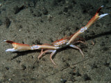Mud Runner Crab, Outer Hebrides, Scotland Photographic Print by Paul Kay