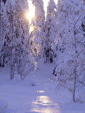 Taiga in Winter, Poussu Area, Northeast Finland Photographie par Philippe Henry