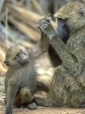 Olive Baboon, Papio Anubis Grooming Juvenile Samburu NR, Kenya Photographie par Adam Jones