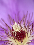 Clematis Flower, Close-up Photographie par Adam Jones