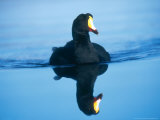 Giant Coot, Endemic to High Andes, Lauca National Park, Chile Photographie par Mark Jones