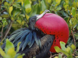 Great Frigate Bird, Courting Male with Fully Inflated Gular Pouch, Galapagos Lámina fotográfica por Mark Jones Great Frigate Bird, Courting Male with Fully Inflated Gular Pouch, Galapagos Lámina fotográfica por Mark Jones