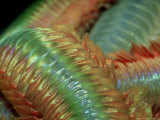 King Rag Worm, UK Lámina fotográfica por Paul Kay King Rag Worm, UK Lámina fotográfica por Paul Kay