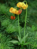 Columbia Tiger Lily, Lilium Columbianum Olympic National Forest, WA Photographic Print by Adam Jones