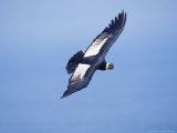 Andean Condor, Adult Male Flying Over Atacama Desert Coast, Peru Photographic Print by Mark Jones