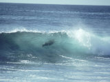 Galapagos Sea Lion, Body Surfing, Galapagos Photographic Print by Mark Jones