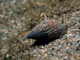 Sting Winkle or Netted Dog Whelk, Pen-Ychain, UK Photographic Print by Paul Kay