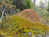 Ant Hill, Kuusamo Area, Northeast Finland Photographie par Philippe Henry