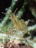 Dock Shrimp, Feeding on Herring Roe, BC, Canada Photographie par Rodger Jackman