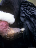 Andean Condor, Adult Male, Condor Huasi Rehab Project, Hacienda Zuleta, Cayambe Lámina fotográfica por Mark Jones