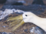 Waved Albatross, Bill Clapping During Courtship, Espanola Island, Galapagos Photographie par Mark Jones