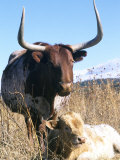 Texas Longhorn, with Calf, Colorado, USA Photographic Print by Philippe Henry