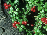 Lowbush Cranberry, Beaver Lake, Alaska Photographie par Frank Huber
