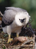 Harpy Eagle, 4 Month Old Eaglet with Prey, Tambopata River, Peruvian Amazon Photographic Print by Mark Jones