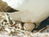 Masked Booby, Chick Hatching on Parents Feet, Galapagos Photographie par Mark Jones