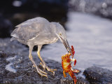 Lava Heron, Preying on Sally Lightfoot Crab, Fernandina Island, Galapagos Lámina fotográfica por Mark Jones Lava Heron, Preying on Sally Lightfoot Crab, Fernandina Island, Galapagos Lámina fotográfica por Mark Jones