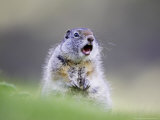 Uinta Ground Squirrel, Adult Calling Alarm as Warning to Others in Colony, Wyoming, USA Photographic Print by Mark Hamblin