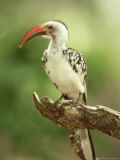 Red-Billed Hornbill, Tockus Erythrorhynchus, Kenya Lámina fotográfica por Adam Jones