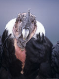 Andean Condor, Adult Male in Prime Colours, Hacienda Zuleta, Cayambe Photographie par Mark Jones