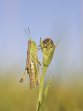 Meadow Grasshopper, Male Resting on Flower Head, UK Lámina fotográfica por Mark Hamblin