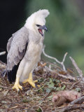 Harpy Eagle, 4 Month Old Eaglet with Prey, Tambopata River, Peruvian Amazon Photographic Print by Mark Jones